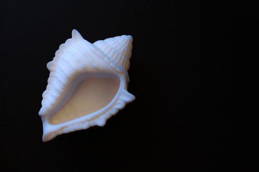 Shell Tray